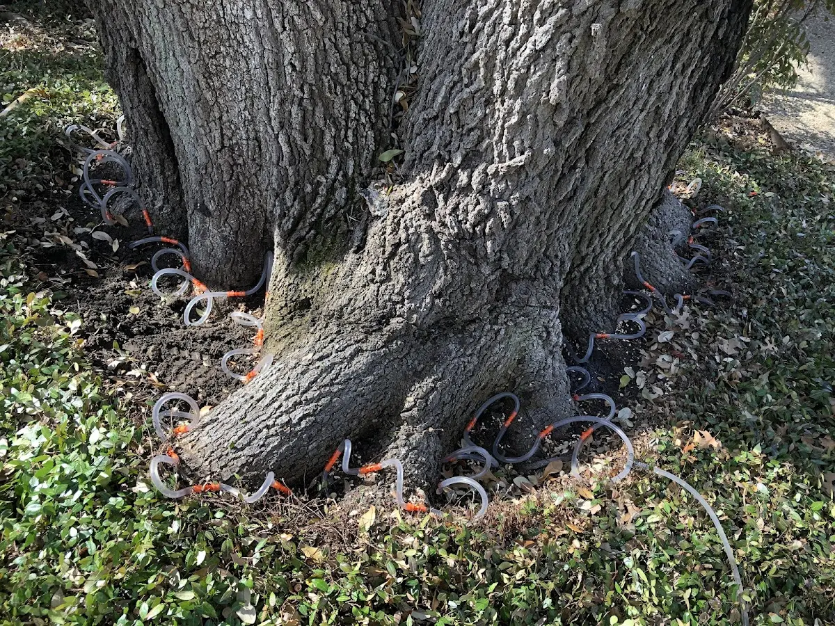 Detailed Tree Cabling and Bracing job site in Prosper