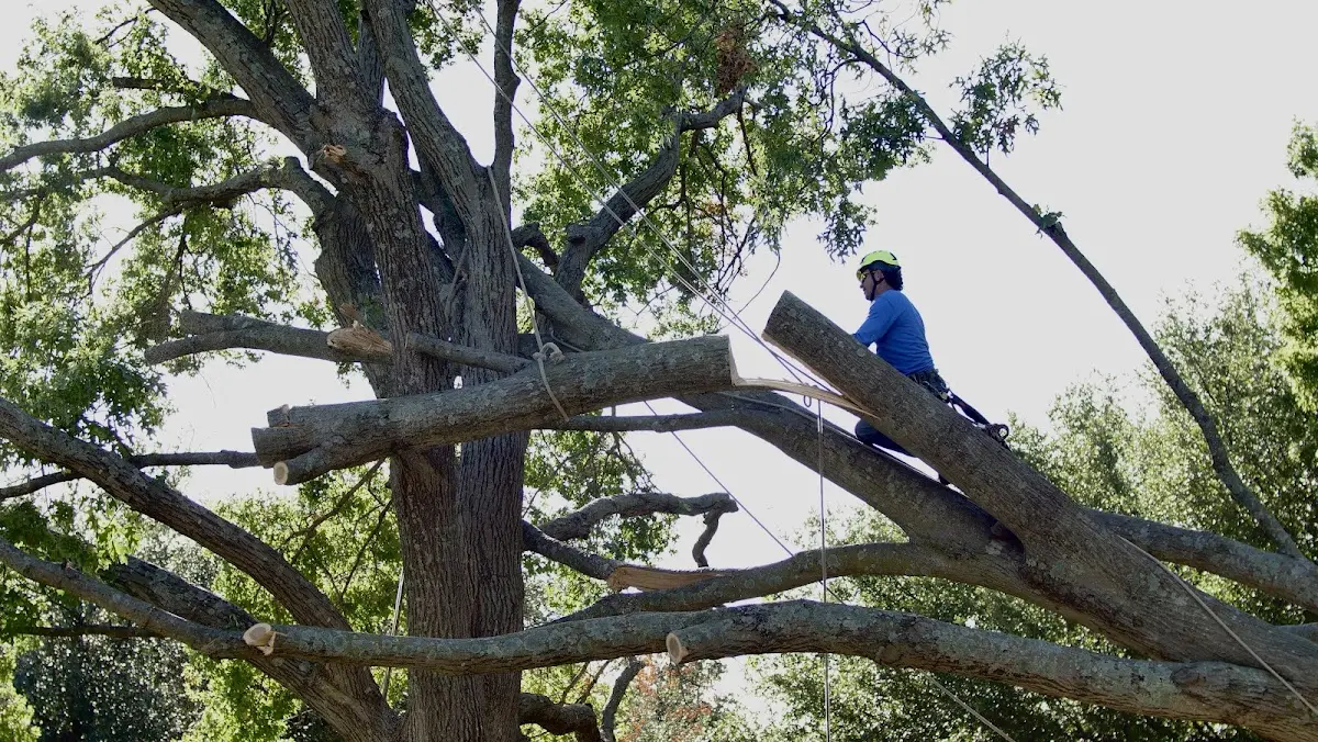 Professional Crown Thinning performed by certified arborists in Prosper